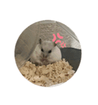 おもちがもちもちすたんぷ（個別スタンプ：17）