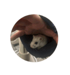 おもちがもちもちすたんぷ（個別スタンプ：22）