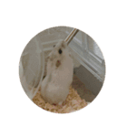 おもちがもちもちすたんぷ（個別スタンプ：23）