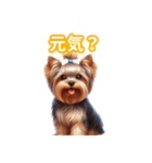 とにかくかわいい ヨークシャーテリア2（個別スタンプ：5）