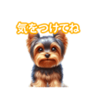 とにかくかわいい ヨークシャーテリア2（個別スタンプ：17）