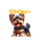 とにかくかわいい ヨークシャーテリア2（個別スタンプ：24）