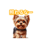 とにかくかわいい ヨークシャーテリア2（個別スタンプ：39）