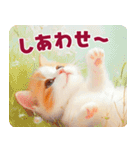 ふわふわ茶トラねこ2（個別スタンプ：40）
