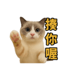 仙女感たっぷり猫スタンプ第1弾（個別スタンプ：1）