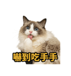 仙女感たっぷり猫スタンプ第1弾（個別スタンプ：2）