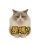 仙女感たっぷり猫スタンプ第1弾（個別スタンプ：3）