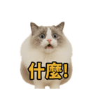仙女感たっぷり猫スタンプ第1弾（個別スタンプ：5）