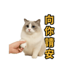 仙女感たっぷり猫スタンプ第1弾（個別スタンプ：6）