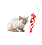 可愛い子猫の日常-6（個別スタンプ：1）