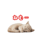 可愛い子猫の日常-6（個別スタンプ：2）
