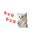 可愛い子猫の日常-6（個別スタンプ：3）