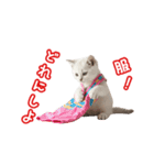 可愛い子猫の日常-6（個別スタンプ：4）