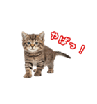 可愛い子猫の日常-6（個別スタンプ：6）