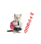 可愛い子猫の日常-6（個別スタンプ：7）