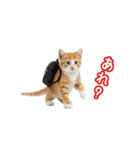 可愛い子猫の日常-6（個別スタンプ：8）