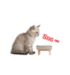 可愛い子猫の日常-6（個別スタンプ：10）