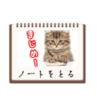 可愛い子猫の日常-6（個別スタンプ：11）