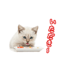 可愛い子猫の日常-6（個別スタンプ：12）