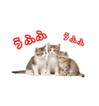可愛い子猫の日常-6（個別スタンプ：13）
