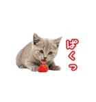 可愛い子猫の日常-6（個別スタンプ：14）