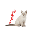 可愛い子猫の日常-6（個別スタンプ：15）