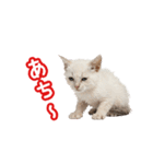 可愛い子猫の日常-6（個別スタンプ：16）
