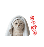 可愛い子猫の日常-6（個別スタンプ：17）