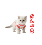 可愛い子猫の日常-6（個別スタンプ：18）