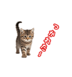 可愛い子猫の日常-6（個別スタンプ：19）