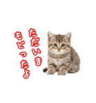 可愛い子猫の日常-6（個別スタンプ：20）