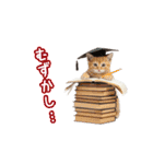 可愛い子猫の日常-6（個別スタンプ：22）