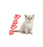可愛い子猫の日常-6（個別スタンプ：25）