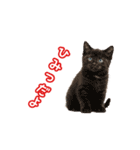 可愛い子猫の日常-6（個別スタンプ：27）