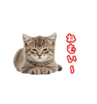 可愛い子猫の日常-6（個別スタンプ：28）
