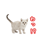 可愛い子猫の日常-6（個別スタンプ：31）