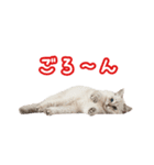 可愛い子猫の日常-6（個別スタンプ：32）