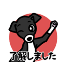 【ブラック3】1年中使える♡パピーイタグレ（個別スタンプ：10）