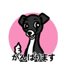 【ブラック3】1年中使える♡パピーイタグレ（個別スタンプ：11）