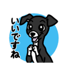 【ブラック3】1年中使える♡パピーイタグレ（個別スタンプ：13）