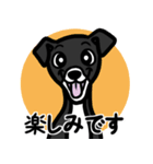 【ブラック3】1年中使える♡パピーイタグレ（個別スタンプ：16）