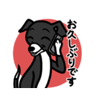 【ブラック3】1年中使える♡パピーイタグレ（個別スタンプ：17）