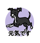 【ブラック3】1年中使える♡パピーイタグレ（個別スタンプ：19）