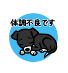【ブラック3】1年中使える♡パピーイタグレ（個別スタンプ：20）