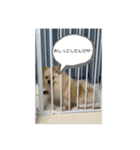 ふわりの日常すたんぷ1（個別スタンプ：2）