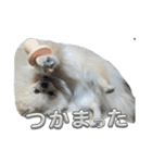 ふわりの日常すたんぷ1（個別スタンプ：4）