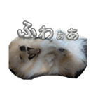 ふわりの日常すたんぷ1（個別スタンプ：5）