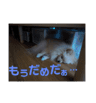 ふわりの日常すたんぷ1（個別スタンプ：11）