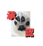 ふわりの日常すたんぷ1（個別スタンプ：15）