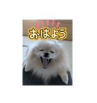 ふわりの日常すたんぷ1（個別スタンプ：17）